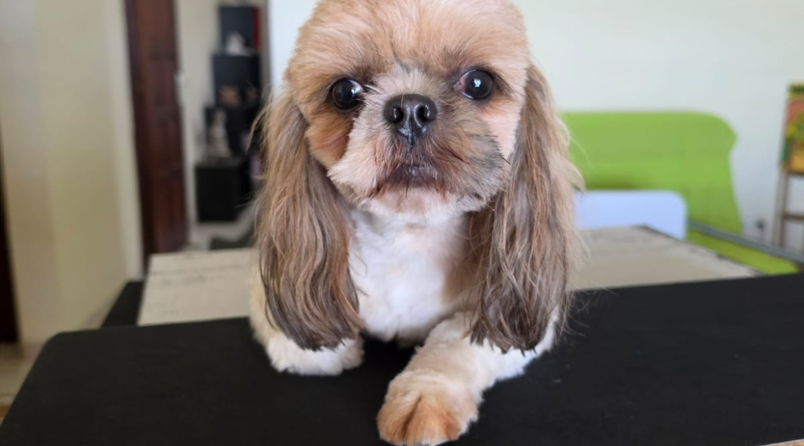 Chiens à adopter